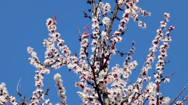 白色的粉色樱花在蓝天的映衬下绽放 浪漫的春天娇嫩的花瓣带着模糊背景的自然细节慢镜头 — 图库视频影像