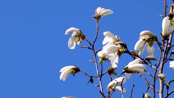 白色的木兰花花瓣在清澈的蓝天上绽放 浪漫的春天娇嫩的花朵带着模糊的背景音乐唤醒了大自然 — 图库视频影像