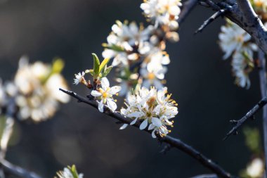 Siyah dikenli beyaz hafif bahar çiçekleri koyu renkli zıtlık arkaplanı bulanıklaştırır. Güneşli ışık doğal çiçek makrosu yakın plan duvar kağıdı.