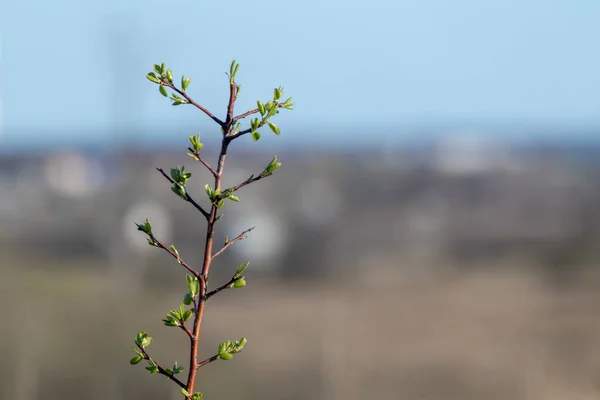 Młode Zielone Liście Małych Gałęziach Zbliżenie Rozmytym Bokeh Wiosna Słoneczny — Zdjęcie stockowe