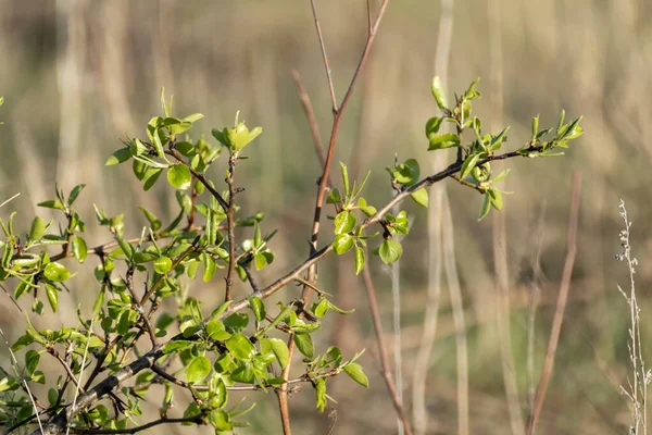 Junge Grüne Saftige Obstbaum Blätter Zweige Nahaufnahme Mit Verschwommenem Bokeh — Stockfoto