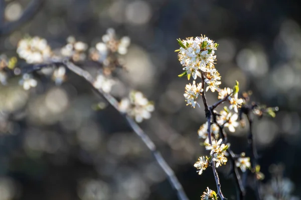 Blackthorn Lágy Fehér Fény Tavaszi Virágok Virágzik Sötét Kontraszt Bokeh — Stock Fotó