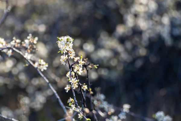 Blackthorn Przetargu Białe Światło Wiosenne Kwiaty Kwitną Ciemnym Kontrastem Bokeh — Zdjęcie stockowe