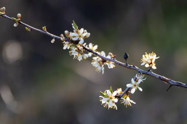 Černý Trn Křehké Bílé Světlo Jarní Květy Kvetou Tmavým Kontrastem — Stock fotografie