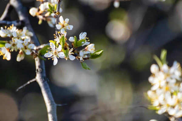 Blackthorn Нежный Белый Свет Весенние Цветы Цветут Темным Контрастом Bokeh — стоковое фото