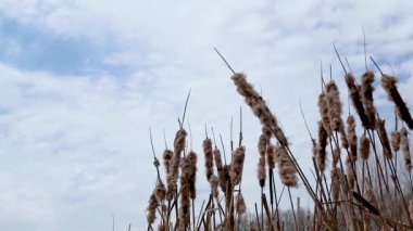 Kuru kabarık su sazları erken baharın baharı soğuk güneşli gün ışığı gri çelik renkler göl havuzu rüzgarlı video