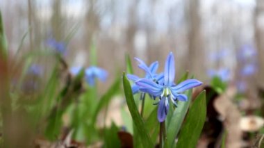 Mavi scilla yaban taneleri ilkbahar çiçekleri ormandaki doğa makrosu. Güzel, romantik, güneşli bahar zamanı videosu vahşi doğayı kapatıyor.