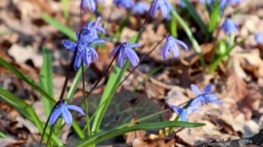 Mavi scilla yaban taneleri ilkbahar çiçekleri ormandaki doğa makrosu. Güzel, romantik, güneşli bahar zamanı videosu vahşi doğayı kapatıyor.