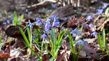 Mavi scilla yaban taneleri ilkbahar çiçekleri ormandaki doğa makrosu. Güzel, romantik, güneşli bahar zamanı videosu vahşi doğayı kapatıyor.