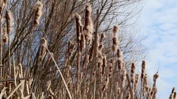 Droog Pluizig Water Riet Gras Vroege Lente Koude Zonnige Dag — Stockvideo