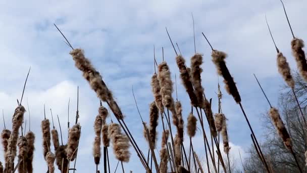 Trocken Flauschiges Wasser Schilf Gras Früh Frühling Kalt Sonnig Tag — Stockvideo
