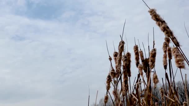 Droog Pluizig Water Riet Gras Vroege Lente Koude Zonnige Dag — Stockvideo