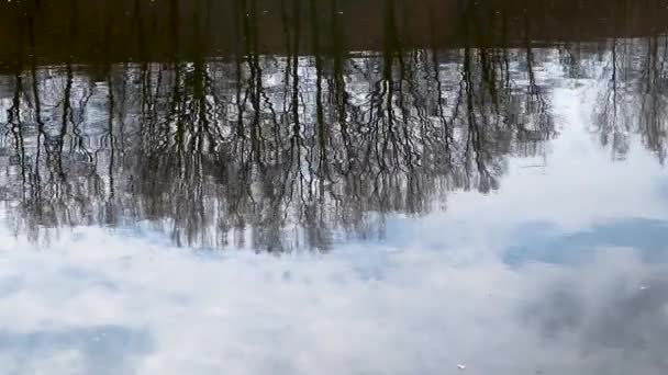 Árboles Cielo Con Nubes Que Reflejan Agua Azul Del Lago — Vídeo de stock