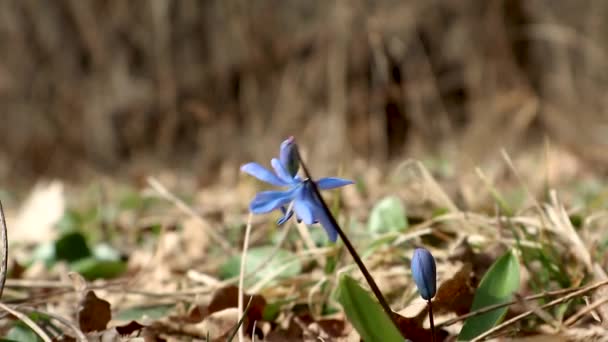 Blue Scilla Wild Snowdrops Bloom Spring Flowers Nature Macro Forest — Stock Video