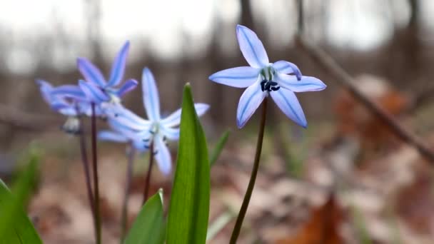 Las Gotas Nieve Silvestres Scilla Azul Florecen Flores Primaverales Macro — Vídeo de stock