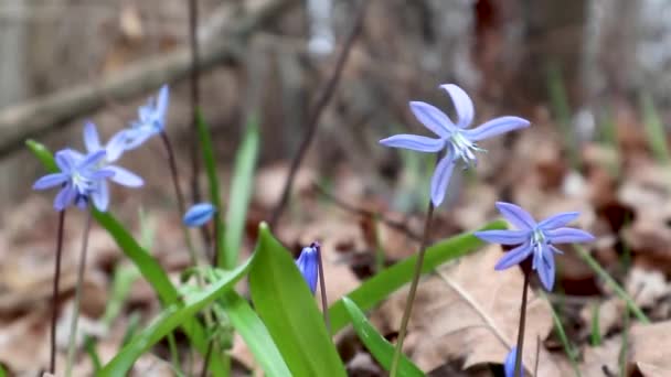 Kék scilla vad hóvirág virágzik tavaszi virágok természet makró az erdőben. Szép gyönyörű romantikus napos tavaszi idő videó közelről vad természet