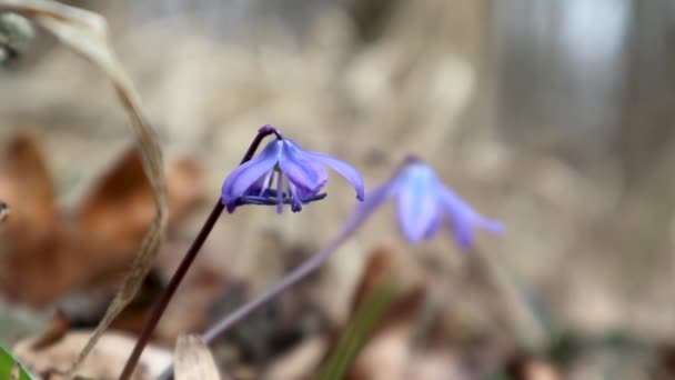 Niebieski Scilla Dzikie Śniegi Kwitną Wiosna Kwiaty Natura Makro Lesie — Wideo stockowe