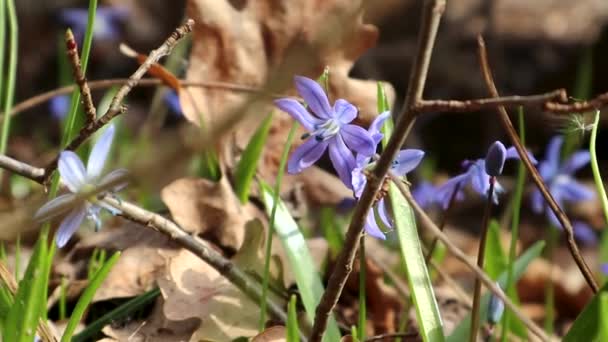 森の中には青いシラの野雪が春の花を咲かせます 素敵な美しいロマンチックな晴れた春の時間ビデオを閉じる野生の自然 — ストック動画