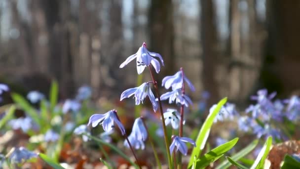 Bleu Scilla Gouttes Neige Sauvages Fleurissent Fleurs Printemps Macro Nature — Video