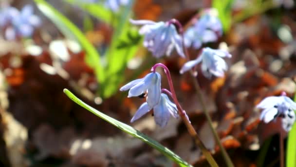 Блакитна Скілла Дикі Проліски Цвітуть Весняними Квітами Макрос Природи Лісі — стокове відео