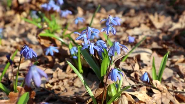 森の中には青いシラの野雪が春の花を咲かせます 素敵な美しいロマンチックな晴れた春の時間ビデオを閉じる野生の自然 — ストック動画