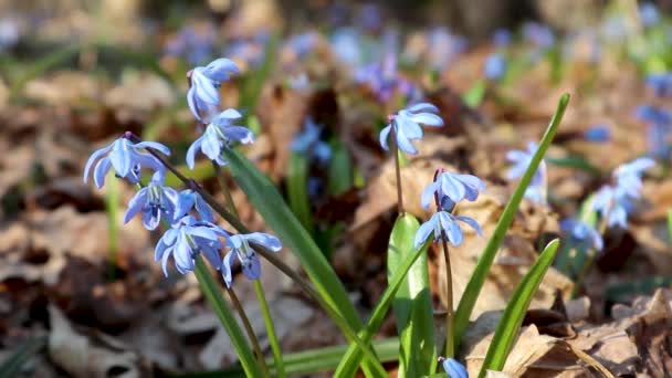 Blue scilla wild snowdrops bloom spring flowers nature macro in the forest. Nice beautiful romantic sunny spring time video close up wild nature