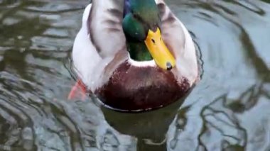 Güzel yaban ördeği kafalı erkek ördek ördek kuşu. Sarı gagalı, parlak göl suyunda yüzüyor. Hayvan huzurlu vahşi yaşam videoları izliyor.