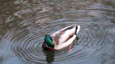 Güzel yaban ördeği kafalı erkek ördek kuş sarı gagalı, yakın plan temizlik tüyleri parlak göl suyunda yüzüyor. Hayvan huzurlu vahşi yaşam izliyor