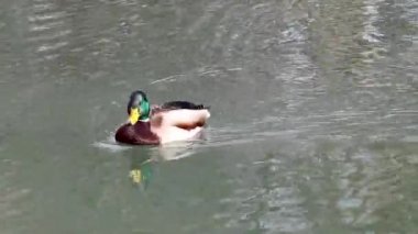 Güzel yaban ördeği kafalı erkek ördek ördek kuşu. Sarı gagalı, parlak göl suyunda yüzüyor. Hayvan huzurlu vahşi yaşam videoları izliyor.