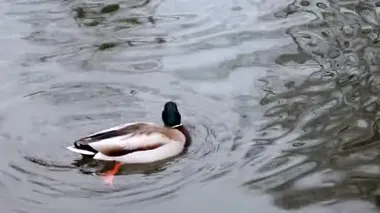 Güzel yaban ördeği zümrüt yeşili erkek ve benekli dişi ördek ördek yavrusu bahar zamanı parlayan göl suyu. Hayvan huzurlu vahşi yaşam videoları izliyor.
