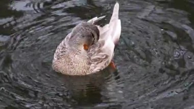 Güzel yaban ördeği benekli dişi ördek kuşu turuncu gagalı, yakın plan temizlik tüyleri, parlak göl suyunda yüzüyor. Hayvan huzurlu vahşi yaşam izliyor