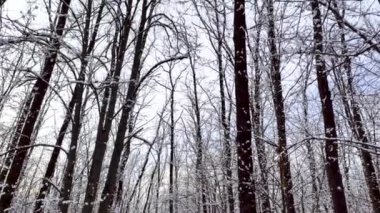 Kar doğası ormanları beyaz güneşli kış günlerinde manzara sunar. Hafif ve parlak kar, soğuk zamanlar. Yukarı bak.