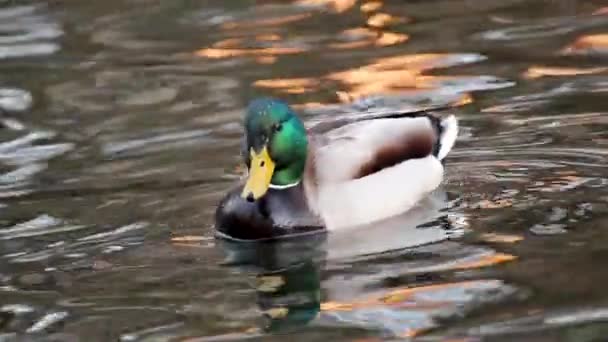 美しいマガモエメラルド色の頭の男性は ギラギラとした湖の水で泳いでいる黄色のくちばしでアヒルの鳥を描きます 動物の平和な野生動物ビデオを見て — ストック動画