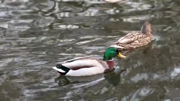 Güzel Yaban Ördeği Zümrüt Yeşili Erkek Benekli Dişi Ördek Ördek — Stok video