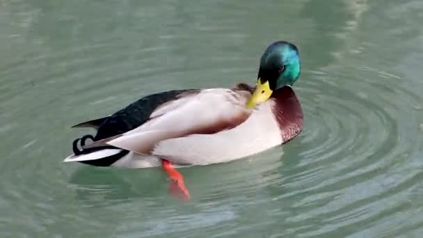 아름다운 에메랄드 부리를 클로즈업 깃털을 낚아채서 물에서 헤엄칩니다 동물들의 — 비디오