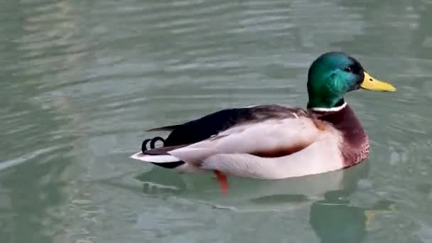 美しいマガモエメラルド色の頭の男性は ギラギラとした湖の水で泳いでいる黄色のくちばしでアヒルの鳥を描きます 動物の平和な野生動物ビデオを見て — ストック動画