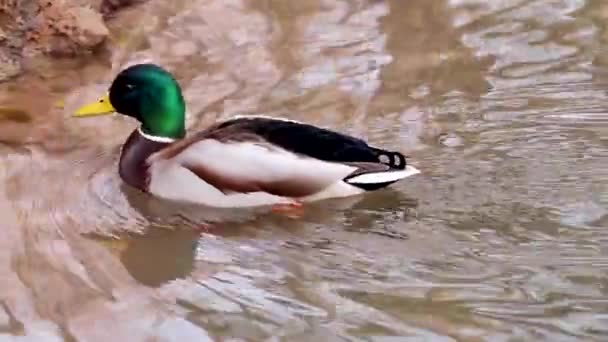 Beautiful Mallard Emerald Green Drake Male Walking Lake Water Spring — Stock Video