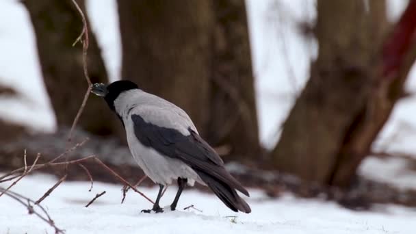 Pájaro Corona Sentado Sobre Nieve Blanca Cuervo Gris Cruje Fondo — Vídeos de Stock