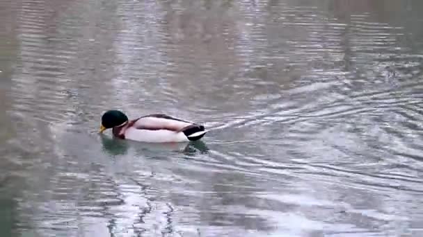 Schöne Stockente Smaragdgrünen Kopf Männlichen Erpel Entenvogel Mit Gelben Schnabel — Stockvideo