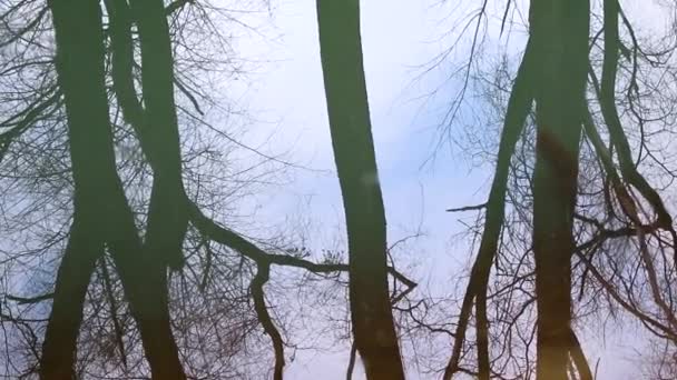 Alberi Cielo Con Nuvole Che Riflettono Nell Acqua Del Lago — Video Stock