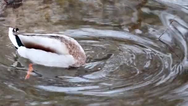 Güzel Yaban Ördeği Kafalı Erkek Ördek Ördek Kuş Sarı Gagalı — Stok video