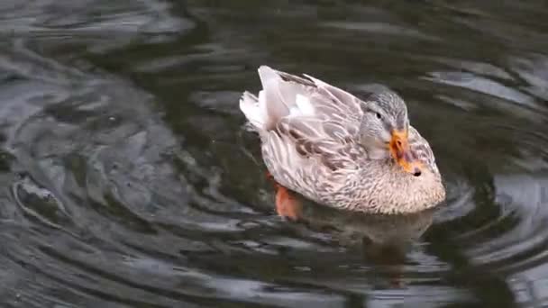 Schöne Stockente Gefleckte Braune Weibliche Henne Entenvogel Mit Orangefarbenem Schnabel — Stockvideo