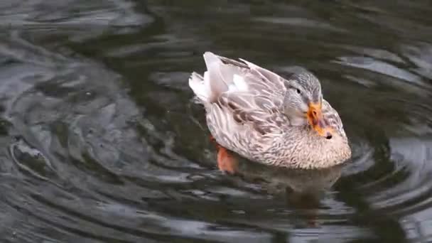 Όμορφη Mallard Dappled Καφέ Θηλυκό Πουλί Πάπιας Όρνιθας Πορτοκαλί Ράμφος — Αρχείο Βίντεο