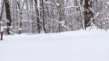 Beyaz güneşli kış günlerinde kar yağan orman ağaçları manzarası. Hafif ve parlak kar soğuk zaman videosu
