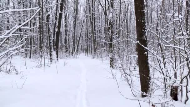 Сніг Падає Природа Лісових Дерев Пейзаж Білий Сонячний Зимовий День — стокове відео