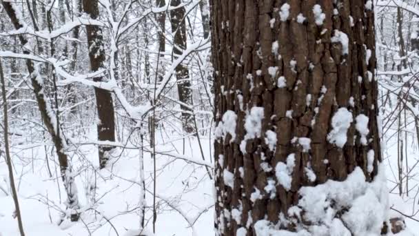 降雪的自然林景观在白色阳光明媚的冬季心情日 浅色和明亮的雪冷时间视频 — 图库视频影像