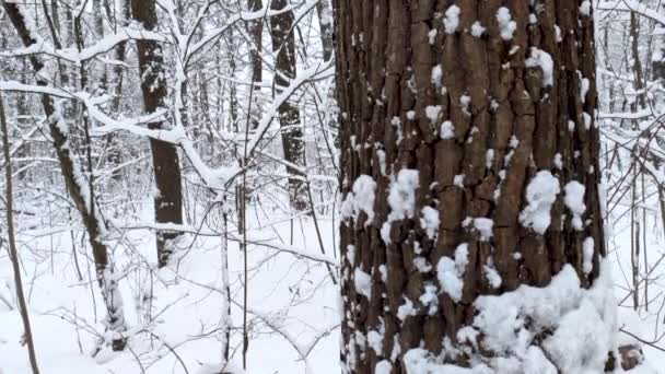 Snow Falling Nature Forest Trees Landscape White Sunny Winter Mood — Stock Video