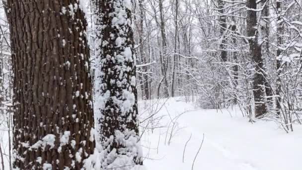 Sne Faldende Natur Skov Træer Landskab Hvid Solrig Vinter Stemningsdag – Stock-video