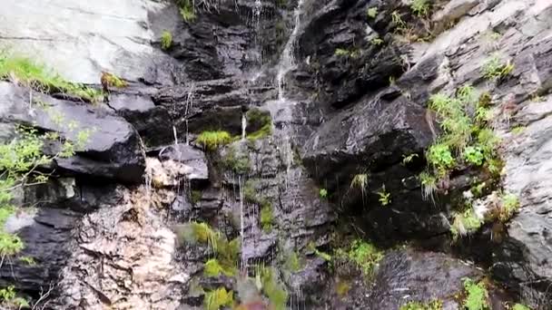 Pequeño Arroyo Agua Salvaje Cayendo Sobre Rocas Negras Con Arbustos — Vídeos de Stock