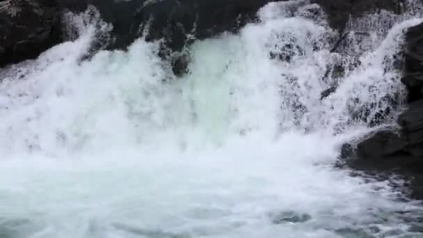 Powerful Wild White Water Falling Stream Black Rocks Green Bushes — Stock Video